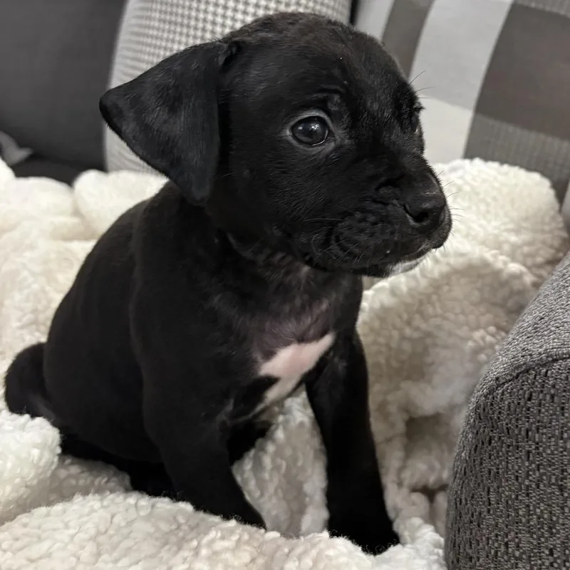 Saul ~ Coming Soon!!! thumbnail 4