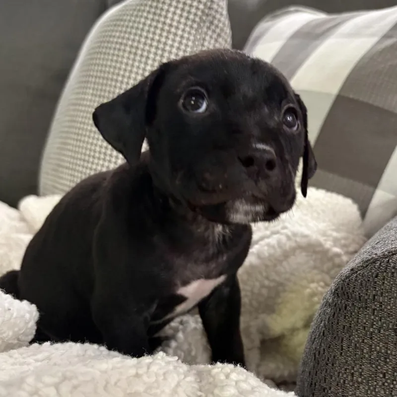 Saul ~ Coming Soon!!! thumbnail 5