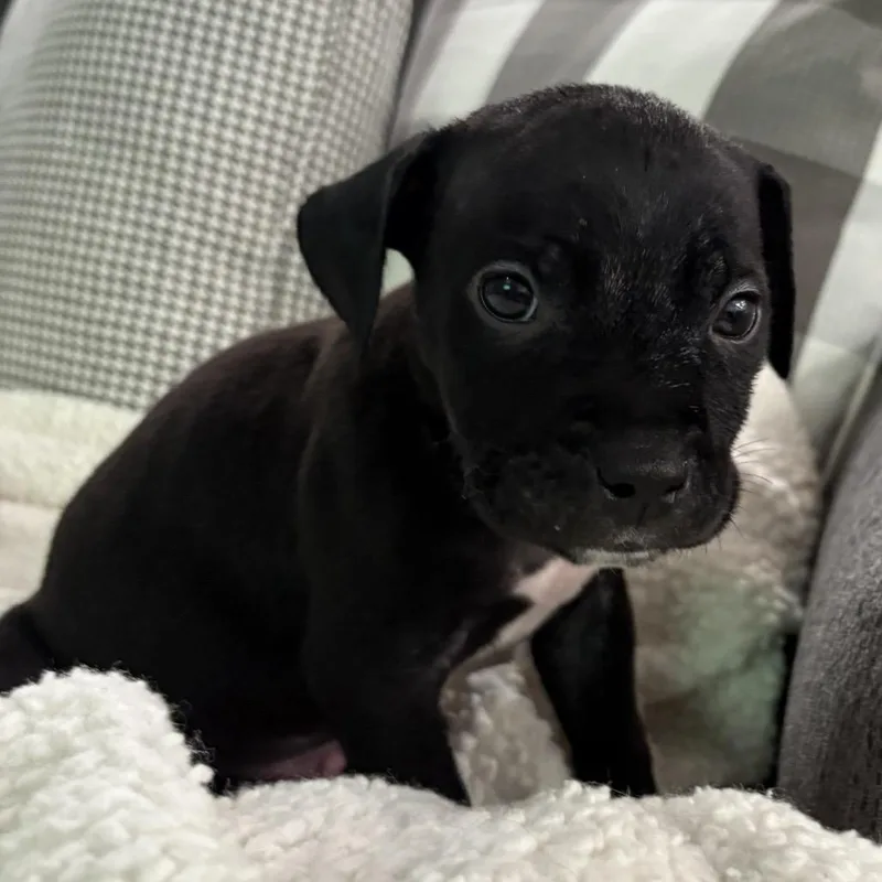 Saul ~ Coming Soon!!! thumbnail 6