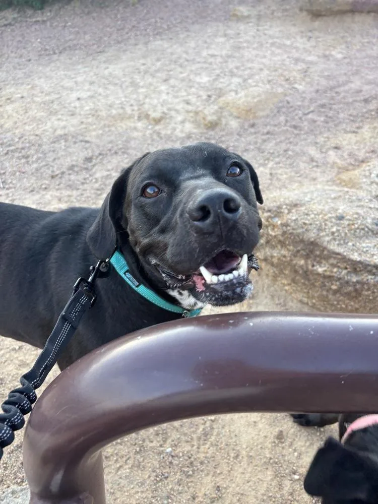 An adult large-sized female Tricolor (Brown, Black, & White) Labrador Retriever dog named Khloe for adoption in Colorado Springs, CO