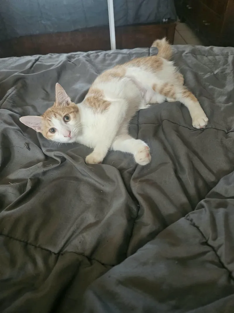 A baby small-sized female Domestic Short Hair cat named Mandarina for adoption in Franklin, MA