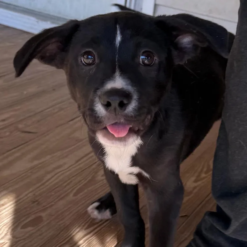 A baby small-sized male Black Black Labrador Retriever dog named Peter for adoption in East Hampton, NY