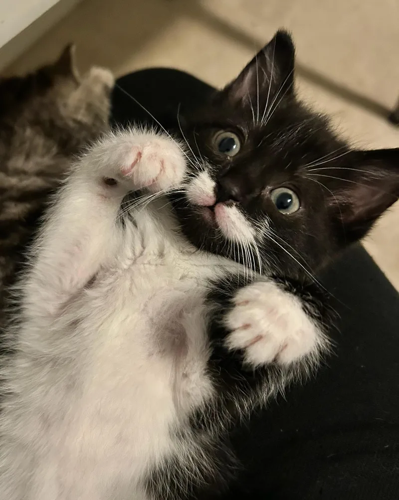 A baby medium-sized female Black & White / Tuxedo Domestic Short Hair cat named Christina for adoption in Reynoldsburg, OH