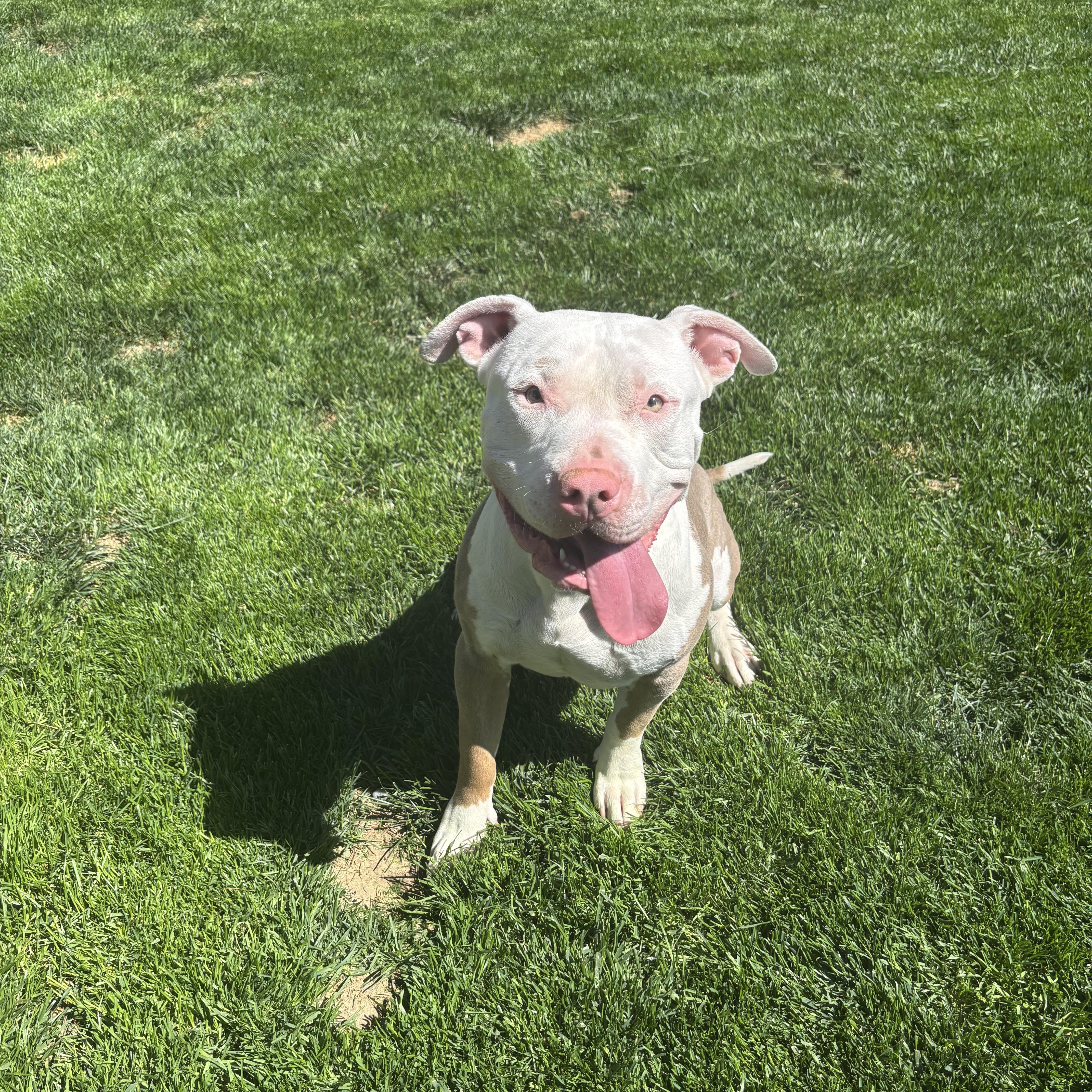 An adult large-sized male Golden Pit Bull Terrier dog named Ruger for adoption in Quincy, WA