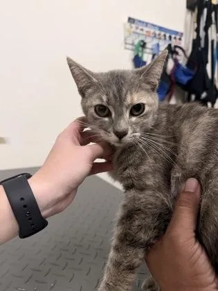 A young small-sized female Domestic Short Hair cat named Mama Fiona for adoption in Barnesville, GA