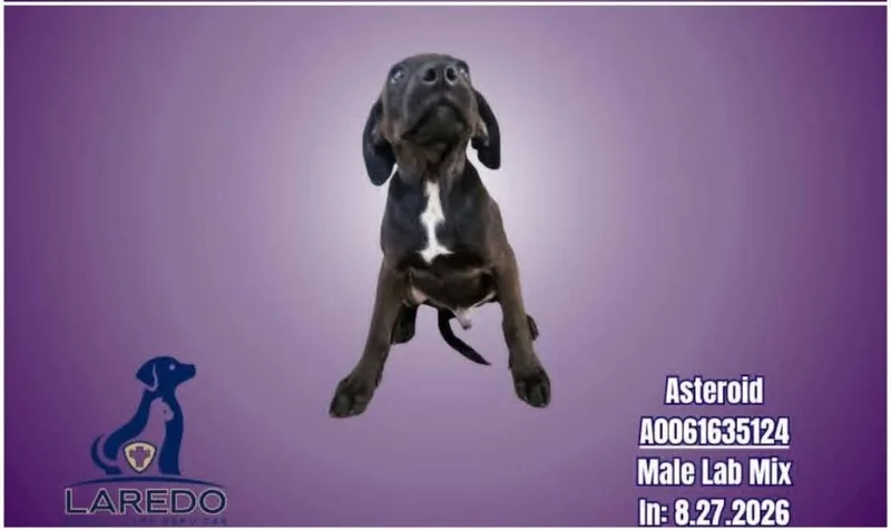 A baby medium-sized male Labrador Retriever dog named Cody for adoption in Salt Lake City, UT