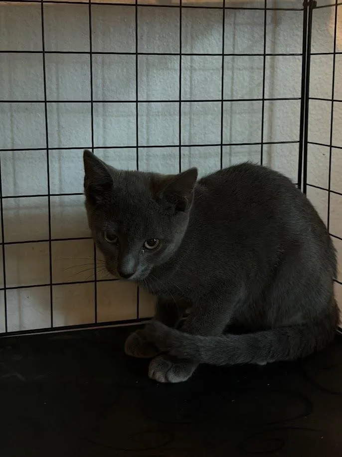 A baby small-sized male Blue Point Domestic Short Hair cat named Roman for adoption in Deland, FL