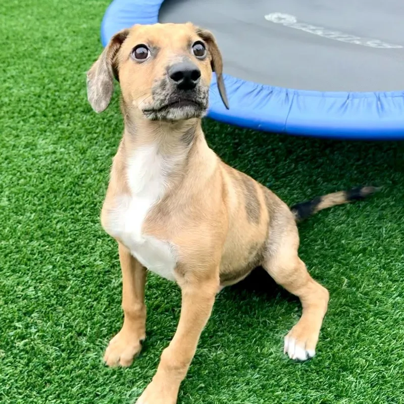 A baby medium-sized male Shepherd dog named Elroy for adoption in La Grange, KY