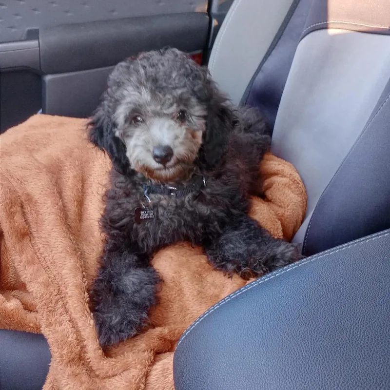 A baby small-sized male Black Miniature Poodle dog named Buttons for adoption in Sinking Spring, PA