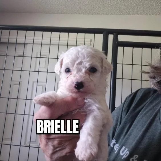A baby small-sized female White / Cream Bichon Frise dog named Brielle for adoption in Olympia, WA