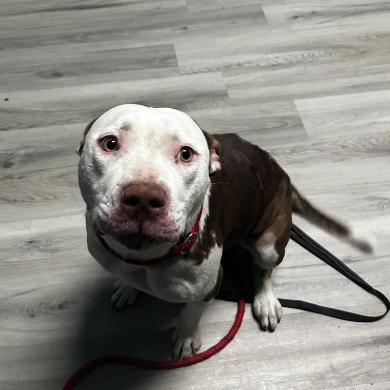 An adult medium-sized female White / Cream Terrier dog named Jackie Blue for adoption in St. Louis, MO