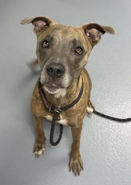 An adult medium-sized male Mixed Breed dog named Tank for adoption in Daytona Beach, FL