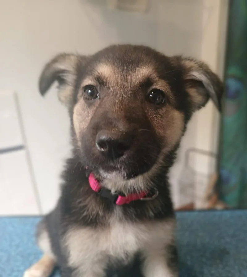 A baby small-sized female German Shepherd Dog dog named Ruby for adoption in Suamico, WI