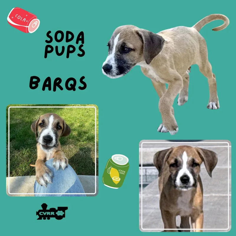 A baby small-sized male Terrier dog named Barqs for adoption in Lindsay, CA