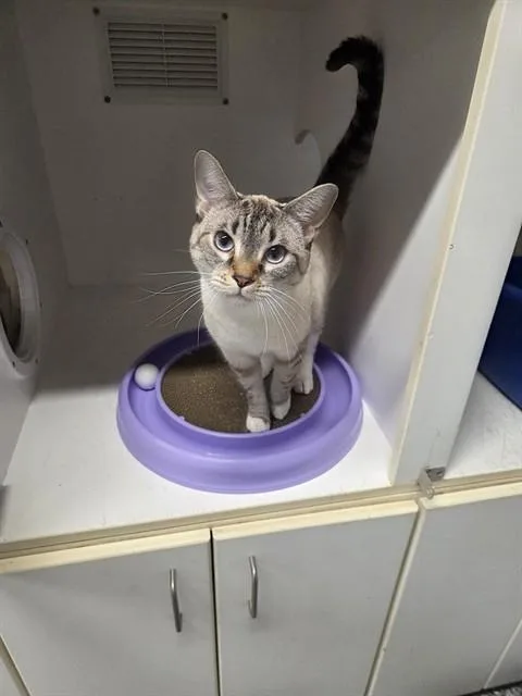 A young medium-sized female Domestic Short Hair cat named Liberty for adoption in Palmetto, FL