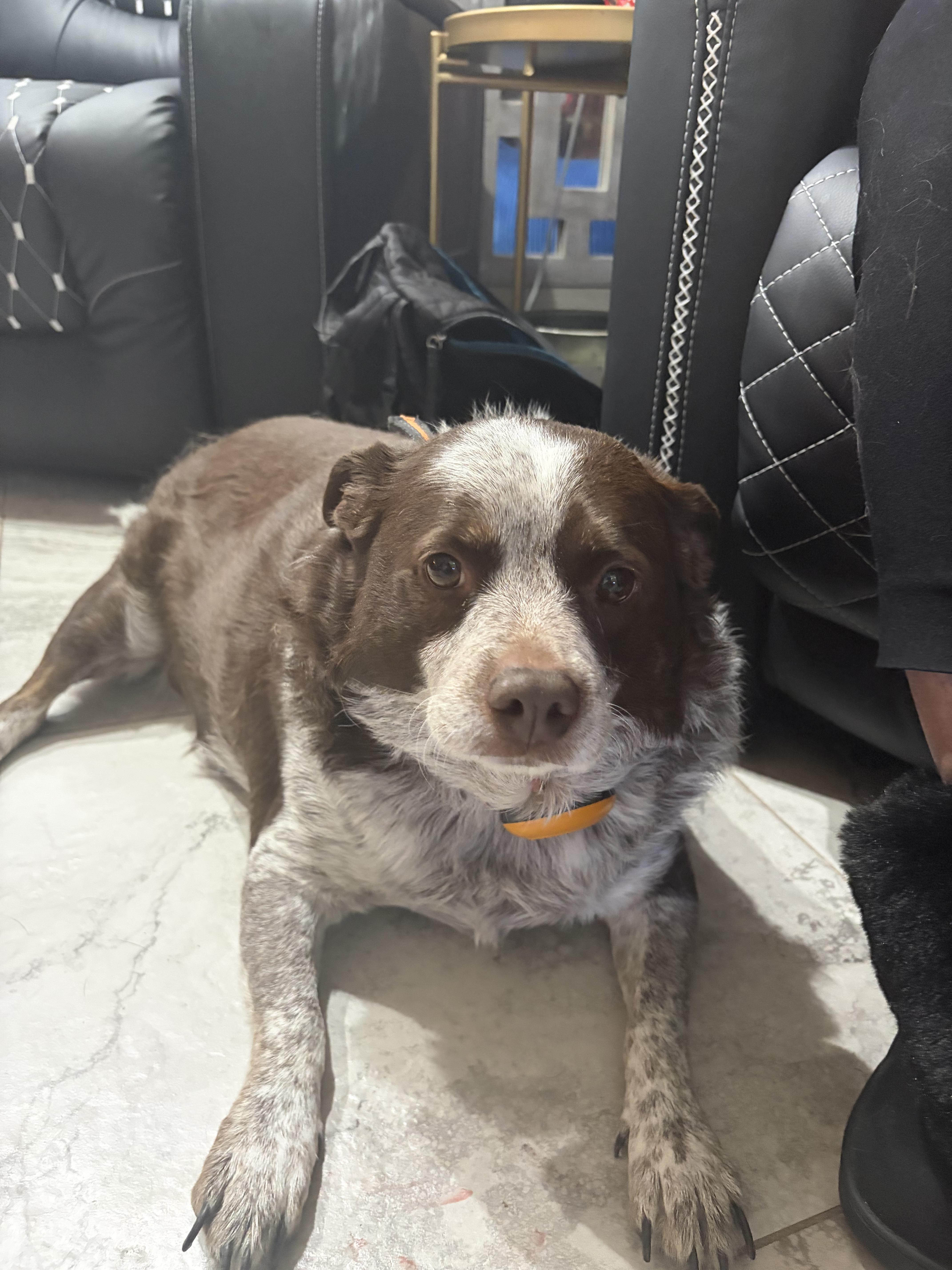An adult medium-sized female Merle (Red) Australian Cattle Dog / Blue Heeler dog named Mallory for adoption in Peoria, AZ