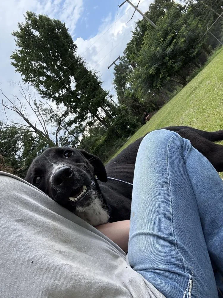 A baby large-sized male Tricolor (Brown, Black, & White) Labrador Retriever dog named Rex for adoption in Crystal Springs, MS
