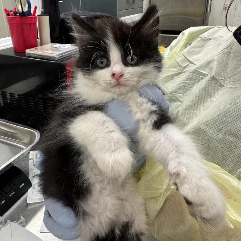 A baby small-sized male Black Domestic Long Hair cat named Dallas for adoption in Pekin, IL