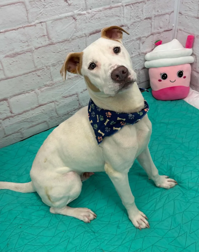 A young medium-sized male Pit Bull Terrier dog named Cam for adoption in Oxford, MI