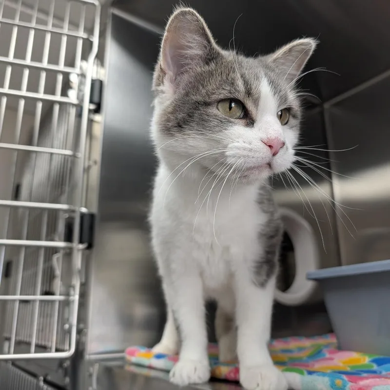 An adult small-sized female Gray / Blue / Silver Domestic Short Hair cat named Bueno for adoption in Detroit Lakes, MN