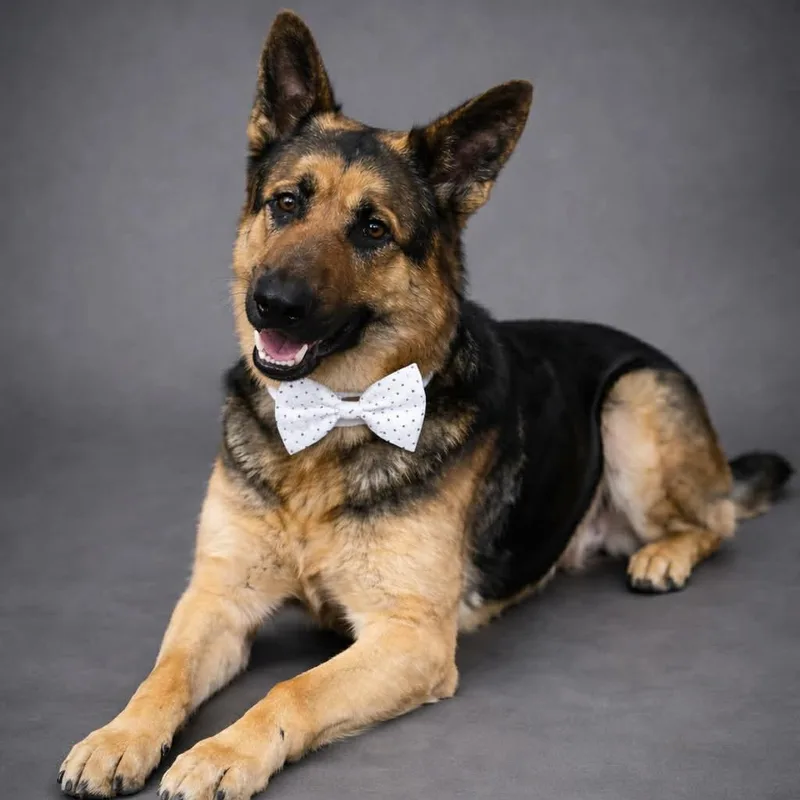 Monty Gs thumbnail 3