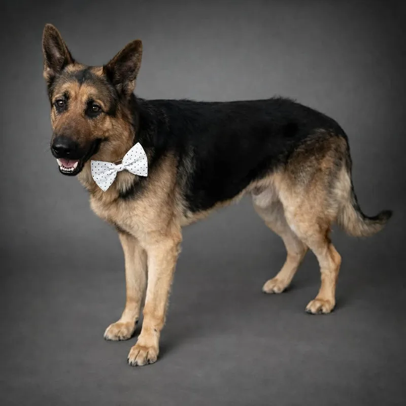 Monty Gs thumbnail 4