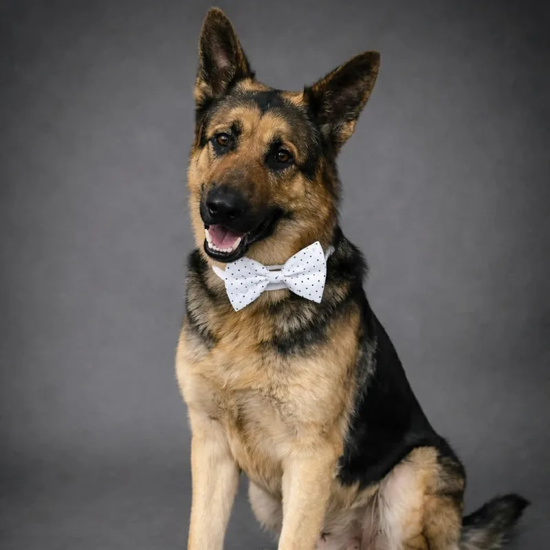A young large-sized male German Shepherd Dog dog named Monty Gs for adoption in Allen, TX