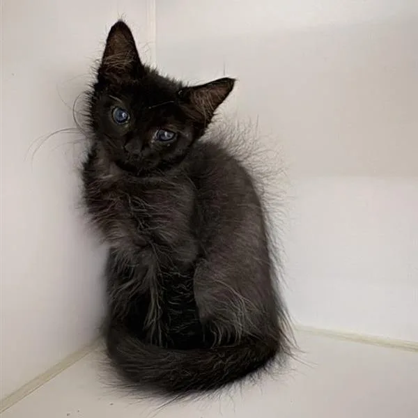 A baby small-sized male Black Domestic Medium Hair cat named Josh for adoption in Phoenix, AZ