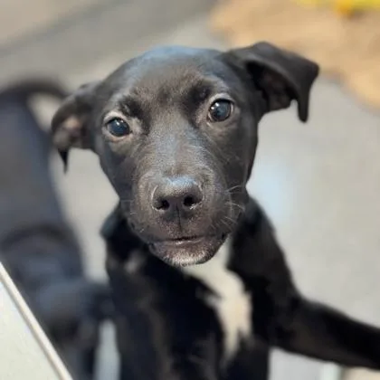 A baby medium-sized female Black Labrador Retriever dog named Maria for adoption in Atlanta, GA
