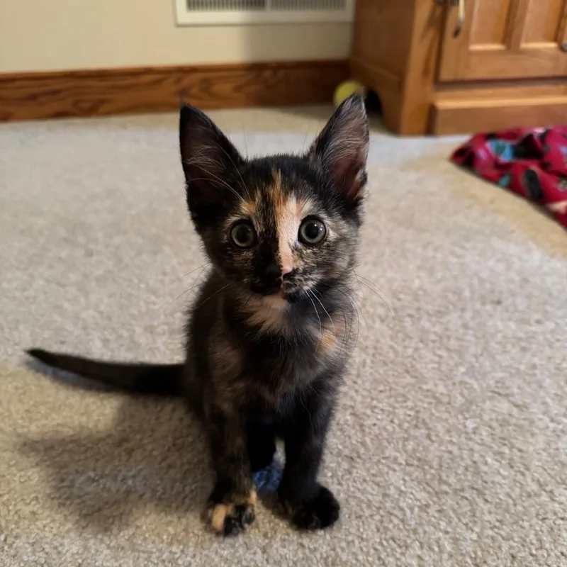 A baby small-sized female Tortoiseshell Domestic Short Hair cat named Coriander for adoption in Carrollton, OH