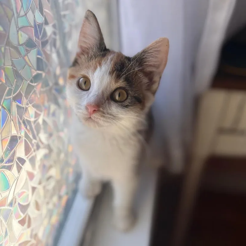 A baby small-sized female Calico Domestic Short Hair cat named Juice Box for adoption in Lexington, KY
