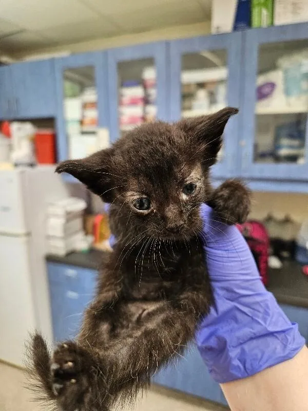 A young medium-sized female Black Domestic Short Hair cat named Trix for adoption in Disputanta, VA