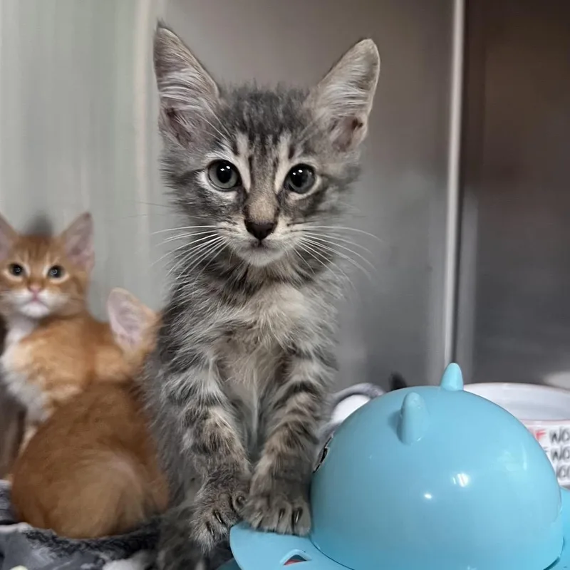 A baby small-sized male Gray / Blue / Silver Domestic Short Hair cat named Pepper for adoption in Pensacola, FL