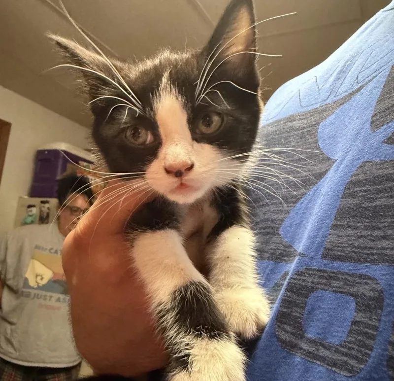 A baby medium-sized female Black & White / Tuxedo Domestic Short Hair cat named Starkiller for adoption in Muncie, IN