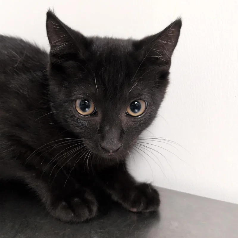 A baby small-sized male Black Domestic Short Hair cat named Cocoa for adoption in Hattiesburg, MS