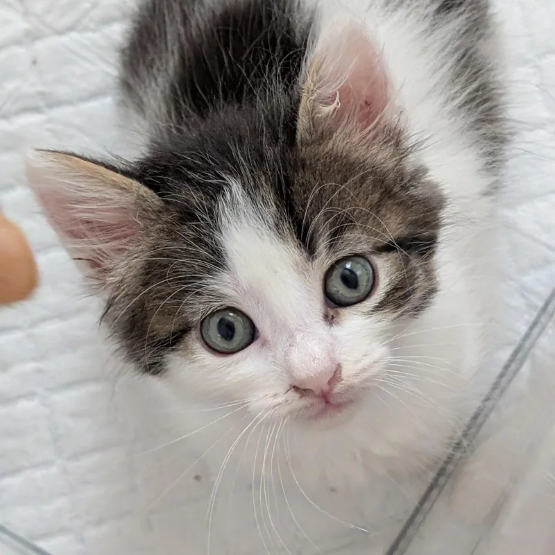 A baby small-sized male Brown / Chocolate Domestic Short Hair cat named Vegas for adoption in Austin, TX