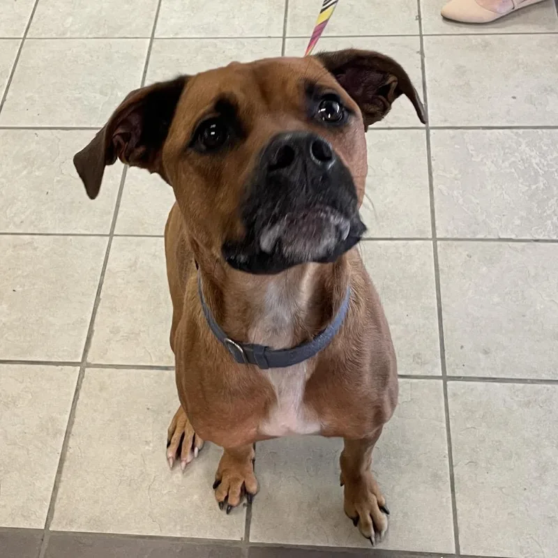 An adult large-sized male Brown / Chocolate Mixed Breed dog named StrayBlackmonRoad"Tracker" for adoption in Columbus, GA