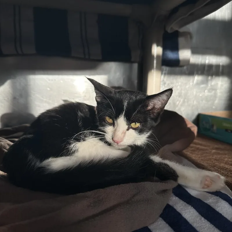 A baby small-sized male Domestic Short Hair cat named Pop Star for adoption in Austin, TX