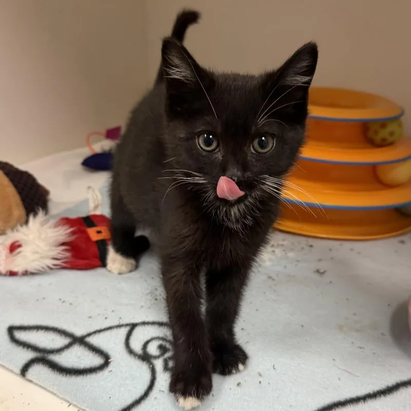 A baby small-sized male Black Domestic Short Hair cat named John for adoption in South Elgin, IL