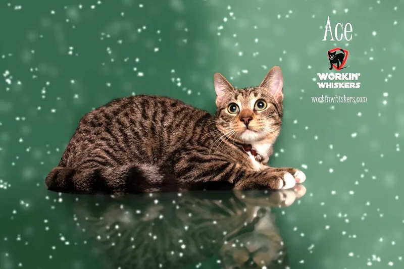 A young medium-sized male Tabby (Leopard / Spotted) Egyptian Mau cat named Ace for adoption in HEMET, CA