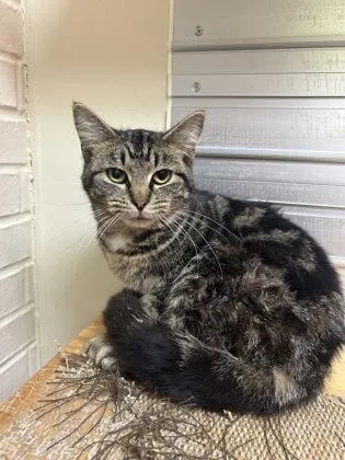 A young medium-sized female Tabby (Brown / Chocolate) Domestic Short Hair cat named Ivy for adoption in Lafayette, IN