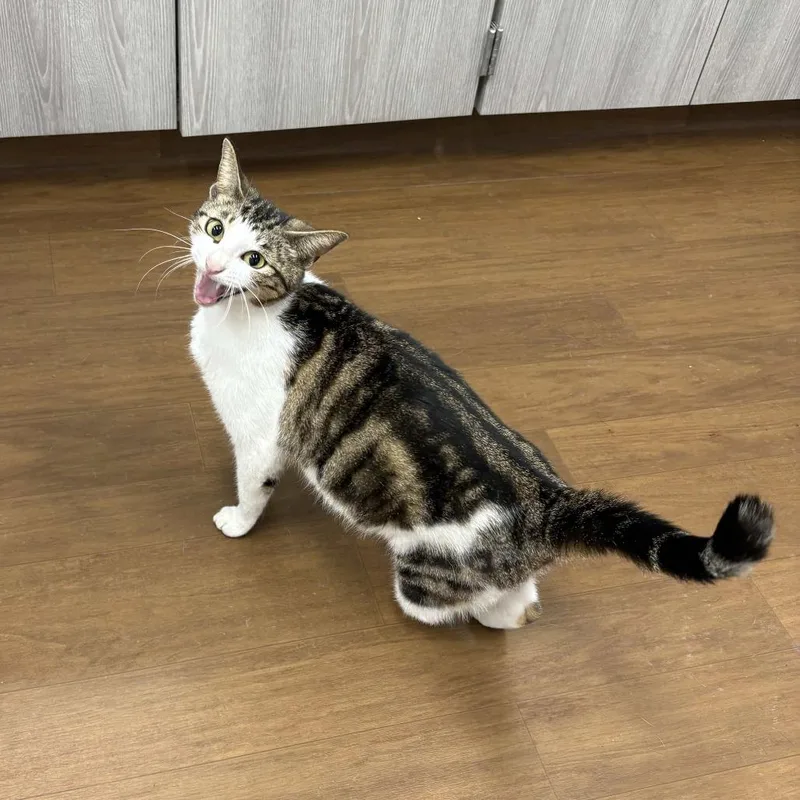 An adult medium-sized female Brown / Chocolate Domestic Short Hair cat named Peggy for adoption in Beaumont, TX