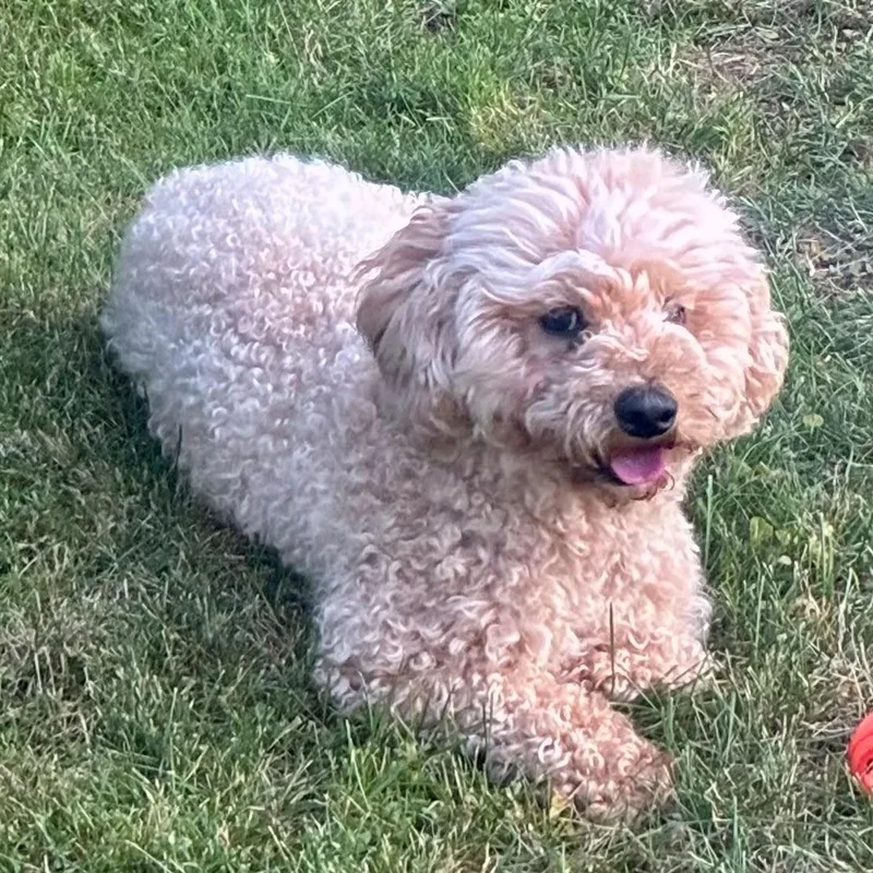 Ms. Sweet Cinnamon Roll