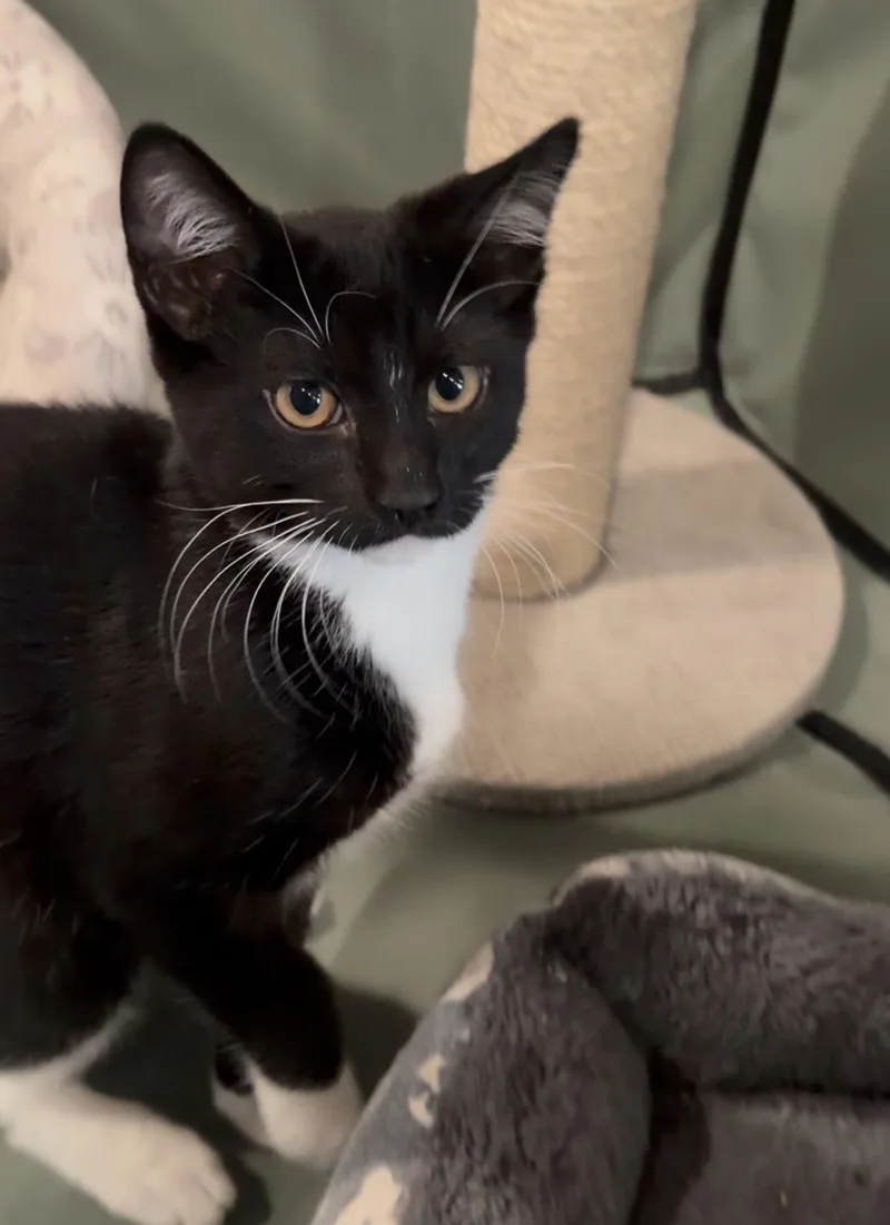 A baby medium-sized male Black & White / Tuxedo Domestic Short Hair cat named Maui for adoption in Stewartsville, NJ