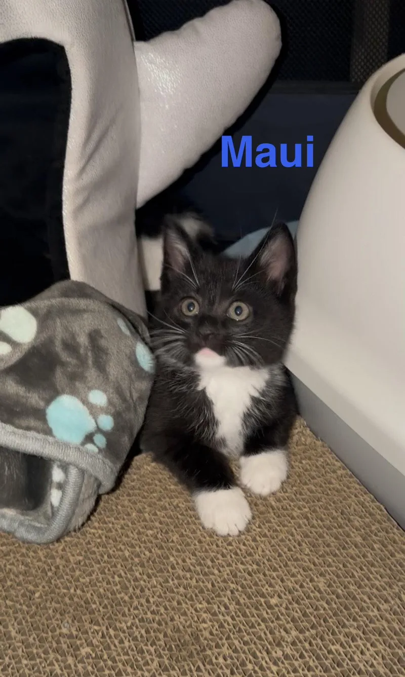 Maui thumbnail 2