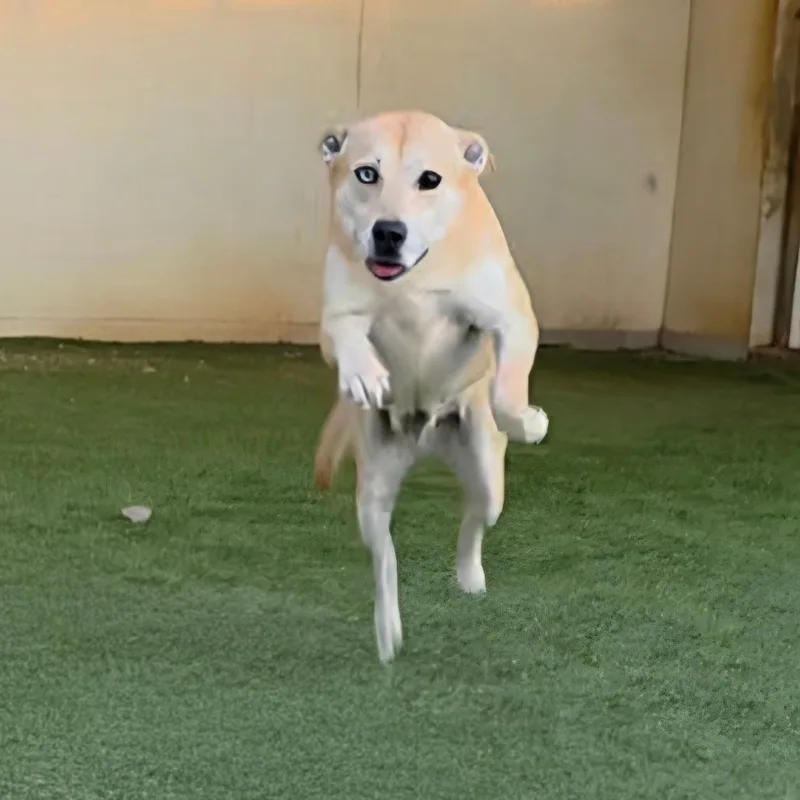 Cassidy Star thumbnail 2