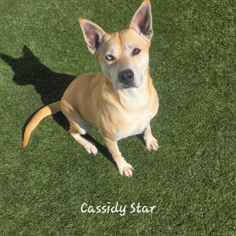 Cassidy Star thumbnail 3
