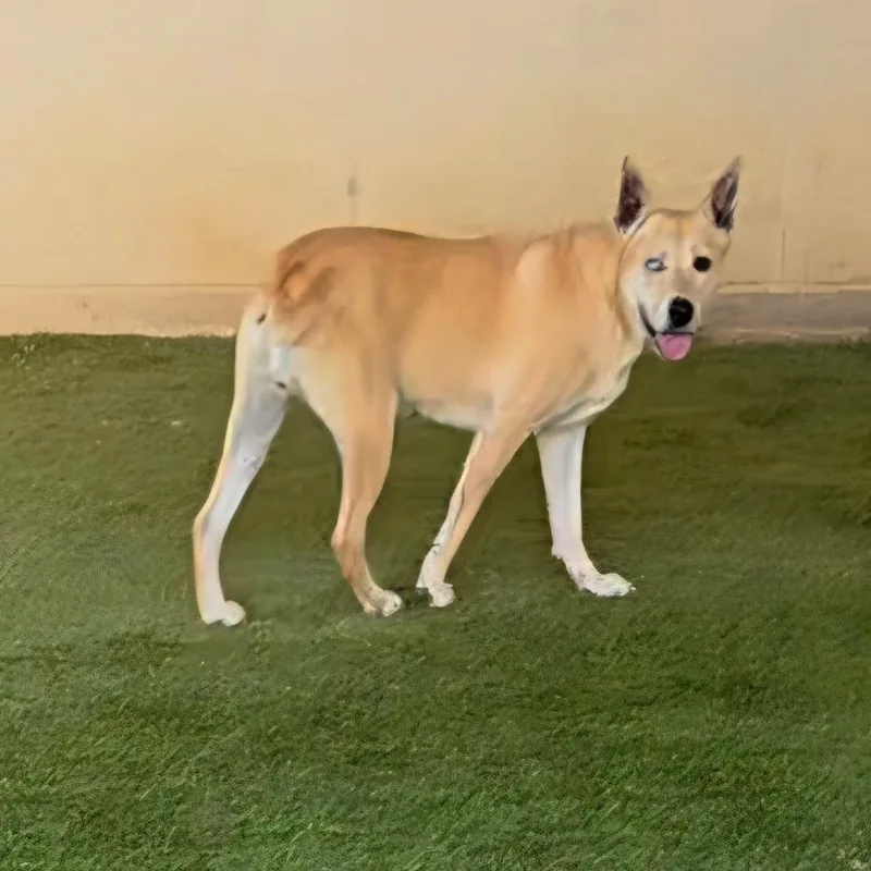 Cassidy Star thumbnail 4