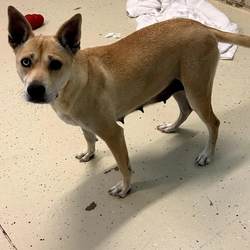 Cassidy Star thumbnail 5