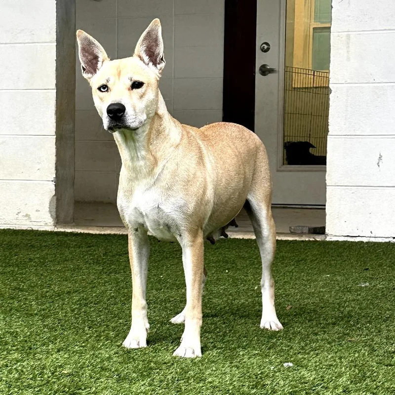 Cassidy Star thumbnail 6